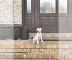Small Photo #7 Boxer Puppy For Sale in LOCUST DALE, VA, USA