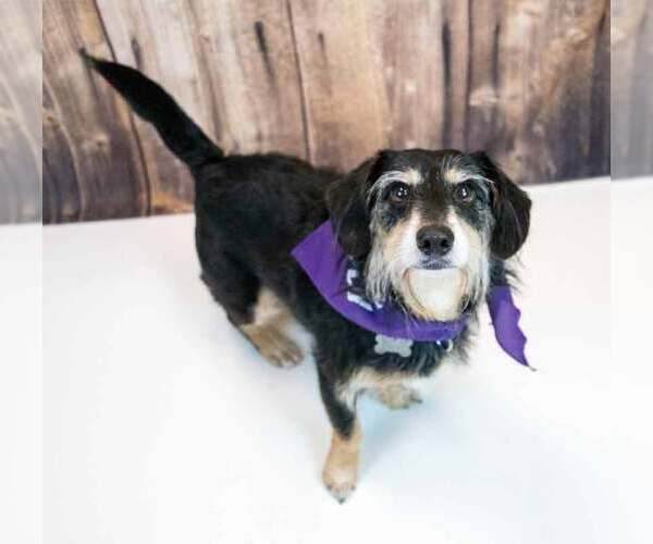 Medium Photo #5 Dachshund-Unknown Mix Puppy For Sale in Kennesaw, GA, USA