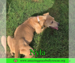 Small #5 Labrador Retriever Mix