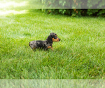 Small #3 Dachshund
