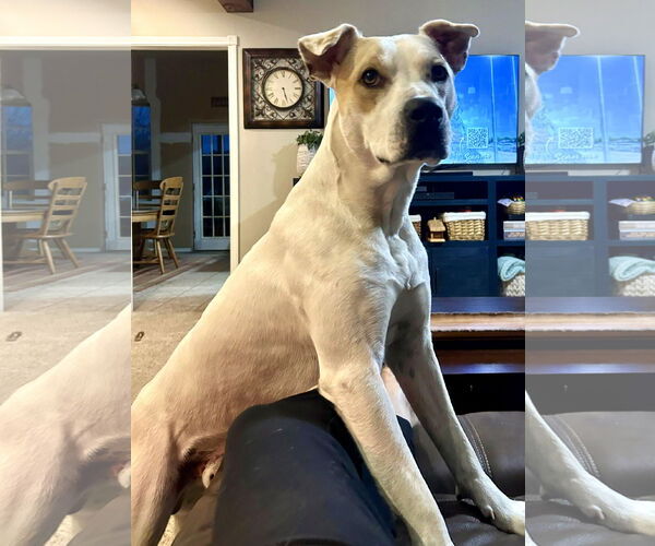 Medium Photo #2 American Bulldog-Unknown Mix Puppy For Sale in Wakefield, RI, USA