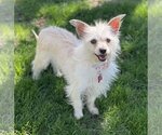 Small Photo #3 Maltese-Unknown Mix Puppy For Sale in Phoenix, AZ, USA