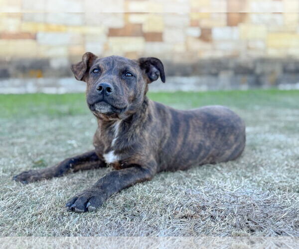 Medium Photo #5 Mutt Puppy For Sale in PIPE CREEK, TX, USA
