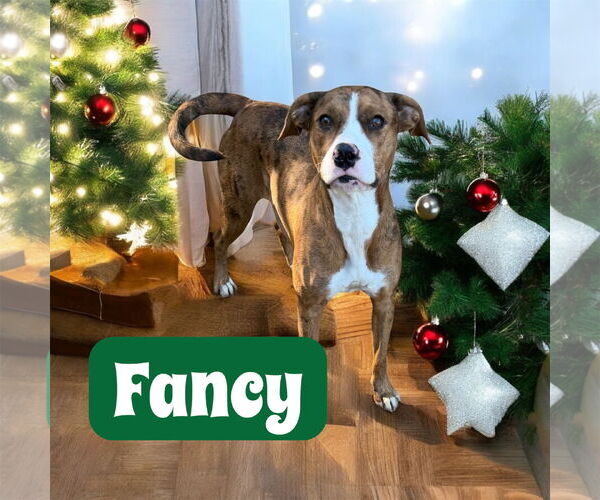 Medium Photo #1 Catahoula Leopard Dog-Unknown Mix Puppy For Sale in Oakhurst, NJ, USA