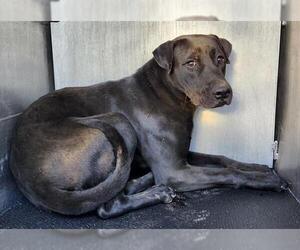 Labrador Retriever-Unknown Mix Dogs for adoption in San Antonio, TX, USA