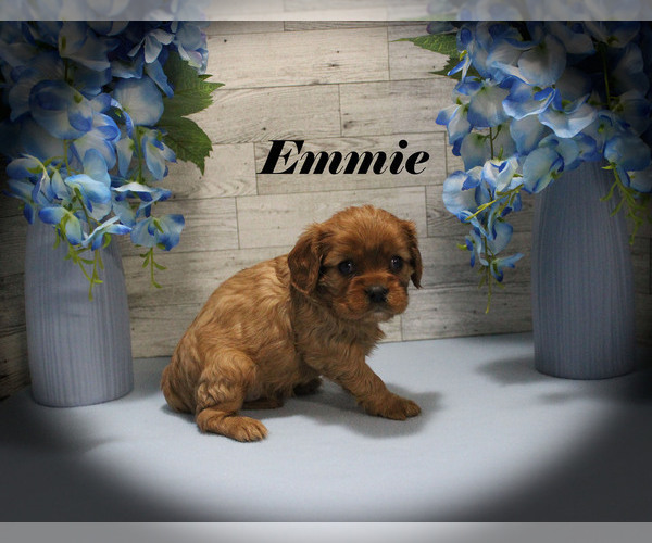 Medium Photo #4 Cavalier King Charles Spaniel Puppy For Sale in CHANUTE, KS, USA