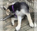 Small #1 German Shepherd Dog