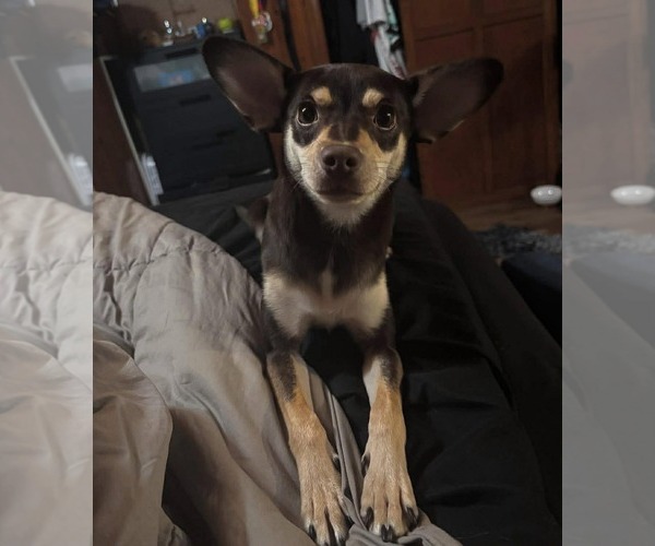 Medium Photo #4 Chipin Puppy For Sale in La Verne, CA, USA