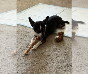 Chihuahua-Unknown Mix Dogs for adoption in Banning, CA, USA