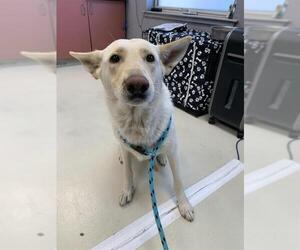 German Shepherd Dog Dogs for adoption in Santa Cruz, CA, USA
