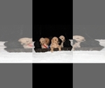 Small Poodle (Standard)