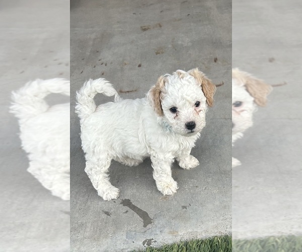 Medium Photo #2 Pyredoodle (Toy) Puppy For Sale in TOLLESON, AZ, USA