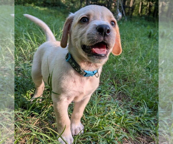 Medium Photo #1 Golden Retriever-Unknown Mix Puppy For Sale in Vail, AZ, USA