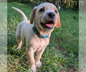 Golden Retriever-Unknown Mix Dogs for adoption in Vail, AZ, USA