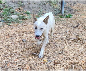 Mutt Dogs for adoption in Paso Robles, CA, USA