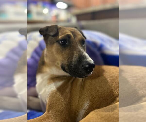 Medium Photo #2 Mutt Puppy For Sale in Holly Springs, NC, USA