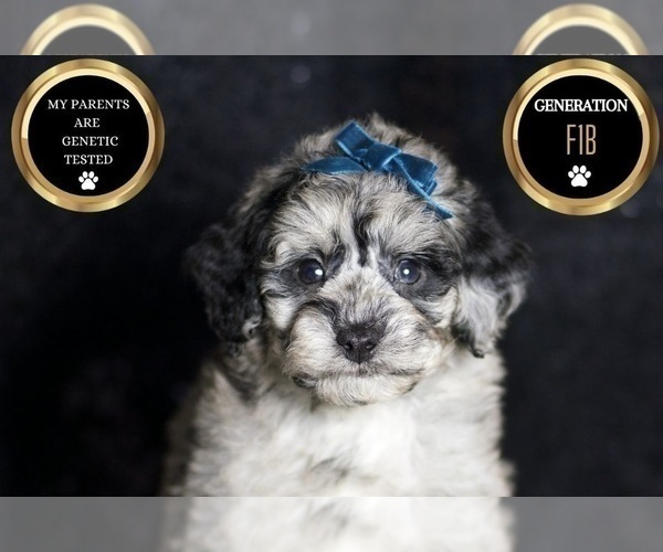 Medium Photo #49 Maltipoo Puppy For Sale in WARSAW, IN, USA