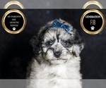 Small #7 Maltipoo