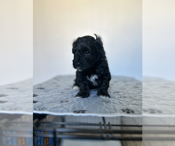 Medium Photo #4 Poovanese Puppy For Sale in ORLANDO, FL, USA
