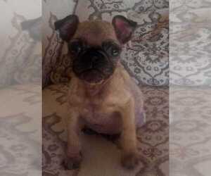 Pug Puppy for sale in MARION, IN, USA