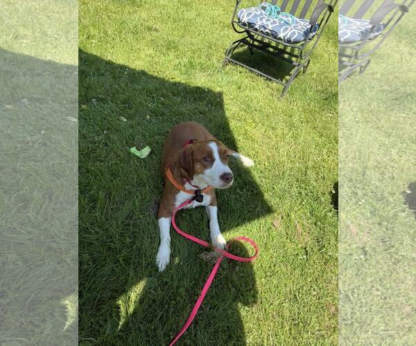 Medium Photo #3 Mutt Puppy For Sale in Shelburne, VT, USA