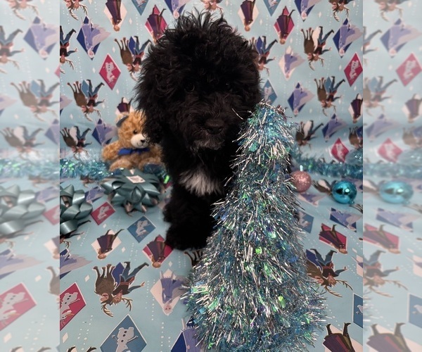 Medium Photo #5 Cock-A-Poo Puppy For Sale in SAN DIEGO, CA, USA