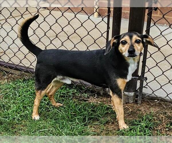Medium Photo #1 Meagle Puppy For Sale in Grovetown, GA, USA