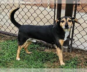 Meagle Dogs for adoption in Grovetown, GA, USA