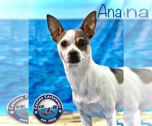 Rat Terrier-Unknown Mix Dogs for adoption in Arcadia, FL, USA