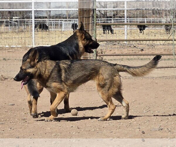 Medium Photo #3 German Shepherd Dog-Unknown Mix Puppy For Sale in Peralta, NM, USA