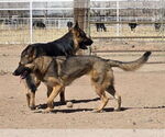Small #2 German Shepherd Dog Mix