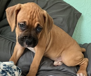 Boxer Puppy for sale in DAYTONA BEACH, FL, USA