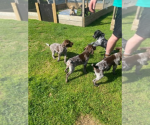 German Shorthaired Pointer Puppy for sale in EL PASO, TX, USA