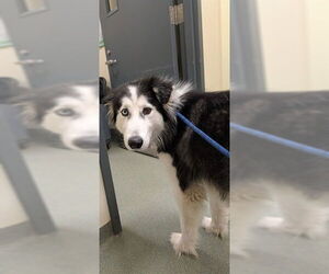 Alusky Dogs for adoption in Lee's Summit, MO, USA