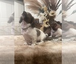 Belle and Jax - Female Dachshund Puppy for Sale - Photo #3