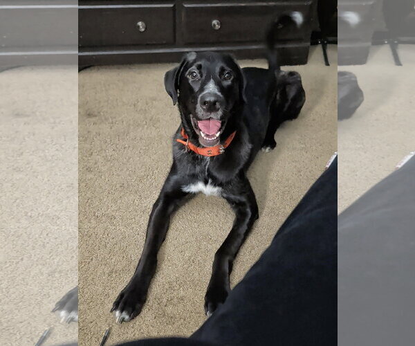 Medium Photo #2 Great Dane-Poodle (Standard) Mix Puppy For Sale in McKinney, TX, USA