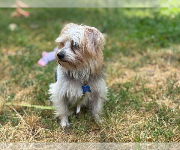 Medium Photo #4 Maltese-Unknown Mix Puppy For Sale in Spring Lake, NC, USA
