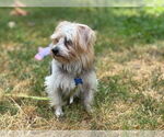 Small #3 Maltese Mix