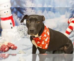 Labrador Retriever-Unknown Mix Dogs for adoption in Placerville, CA, USA