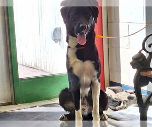Karelian Bear Dog-Unknown Mix Dogs for adoption in Anchorage, AK, USA