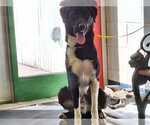 Small Karelian Bear Dog Mix
