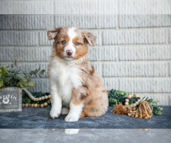 Medium Photo #2 Miniature Australian Shepherd Puppy For Sale in BALTIC, OH, USA