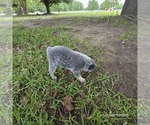 Small Photo #2 Australian Cattle Dog Puppy For Sale in LAURINBURG, NC, USA