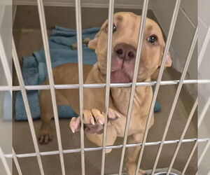 Mastiff Dogs for adoption in Decatur, IL, USA