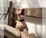 Small #3 Vizsla