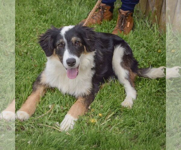 Medium Photo #2 Border-Aussie Puppy For Sale in Huntley, IL, USA