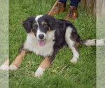Small #1 Border-Aussie