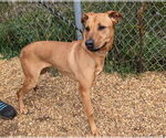 Small #7 Black Mouth Cur Mix