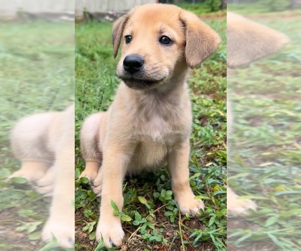 Medium Photo #1 Plott Hound-Unknown Mix Puppy For Sale in Cary, NC, USA