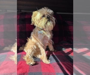 Father of the Brussels Griffon puppies born on 01/03/2026